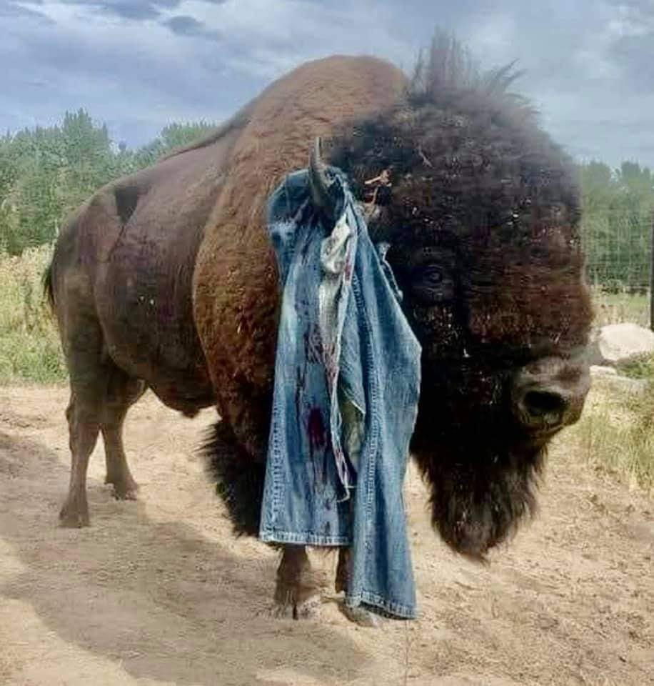 Mess with the buffalo, get the horns