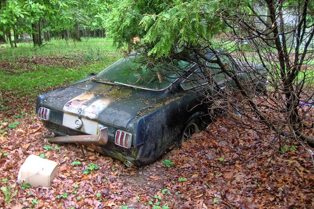 Backyard Barn Find 1966 Shelby GT350-H