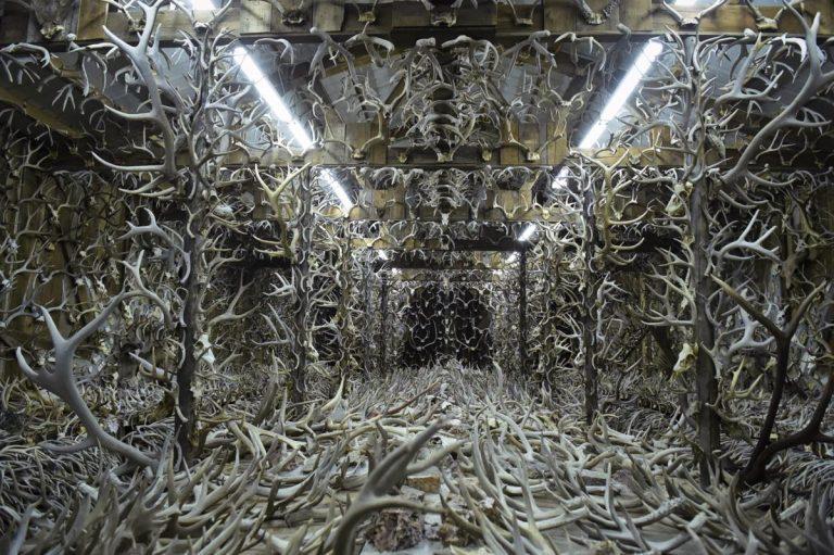 16,000 Antlers and Counting…